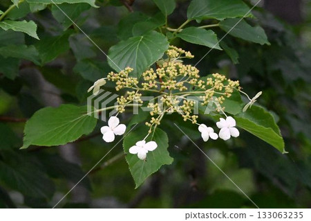 Beautiful white decorative flowers of climbing hydrangeas that grow around trees in the Appi Plateau in the Tohoku region 133063235