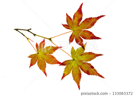 白楓葉開始變紅 133063372