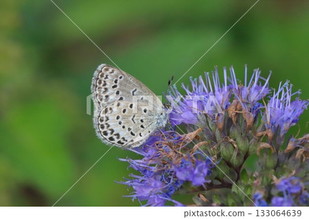 一隻大和志津美蝴蝶正在秋日花園裡吸食盛開的紫色雛菊的花蜜。 133064639