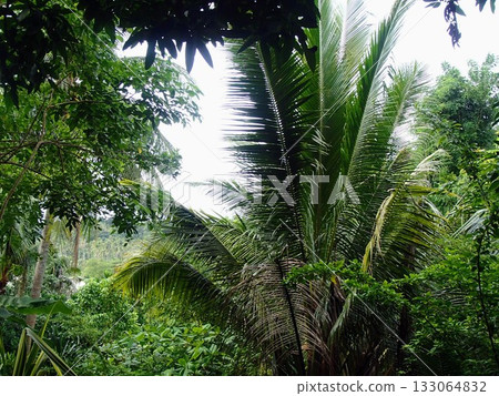 Jungle palm trees 133064832