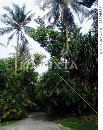 A path lined with tropical plants 133064834