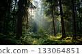 Morning forest 133064851