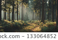 Morning forest 133064852