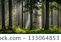 Morning forest 133064853