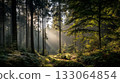 Morning forest 133064854