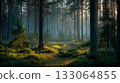 Morning forest 133064855