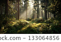 Morning forest 133064856