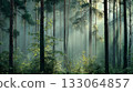 Morning forest 133064857