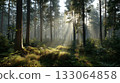 Morning forest 133064858