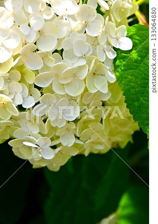 Hydrangea Annabelle Hydrangea Annabelle 133064880