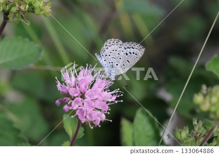 一隻大和志津美蝴蝶正在秋日花園裡盛開的粉紅色雛菊上吸食花蜜。 133064886
