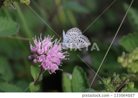 A Yamato Shijimi butterfly sucking nectar from a pink daisy flower blooming in an autumn garden A Yamato Shijimi butterfly sucking nectar from a pink daisy flower blooming in an autumn garden 133064887