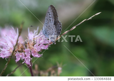 一隻大和志津美蝴蝶正在秋日花園裡盛開的粉紅色雛菊上吸食花蜜。 133064888