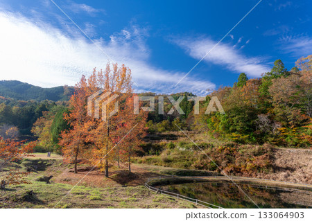 Autumn leaves and the blue sky in autumn Autumn leaves and the blue sky in autumn 133064903