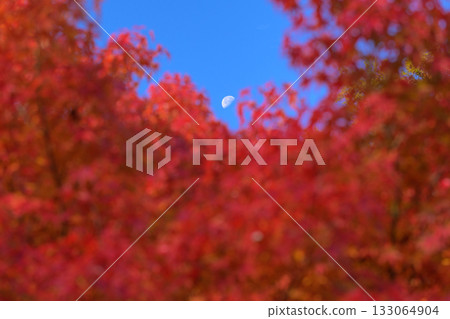 Autumn leaves swallowing the half moon Autumn leaves swallowing the half moon 133064904