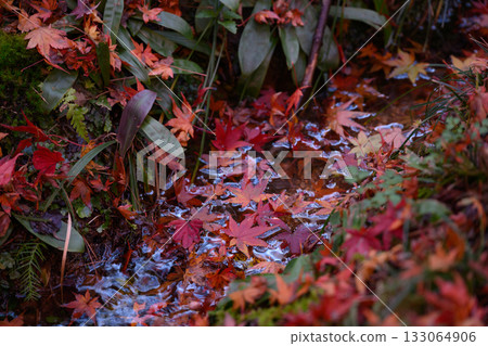 Momiji Spring Momiji Spring 133064906