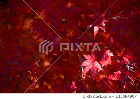 Autumn leaves one color Autumn leaves one color 133064907