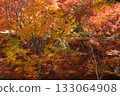 Autumnal leaves forest Autumnal leaves forest 133064908