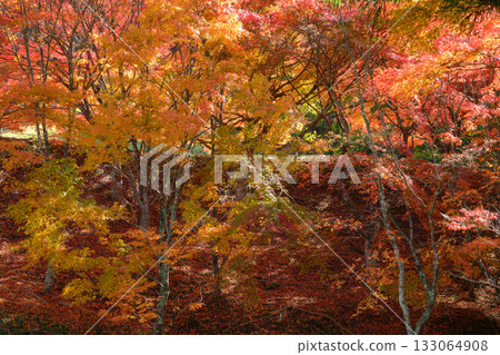 Autumnal leaves forest Autumnal leaves forest 133064908