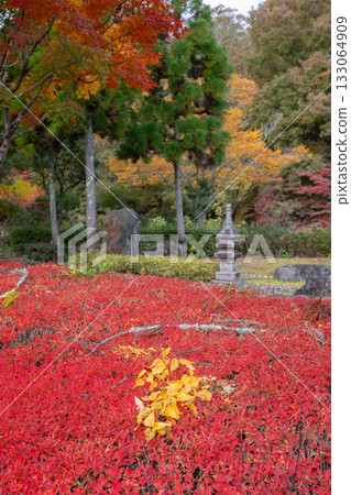 Autumn leaves garden Autumn leaves garden 133064909