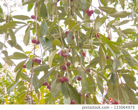 Russian olive 133064978