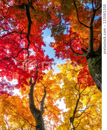 [AI-generated image] Picturesque beauty of autumn leaves looking up 133065208