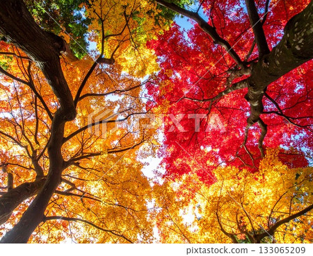 [AI-generated image] Picturesque beauty of autumn leaves looking up 133065209