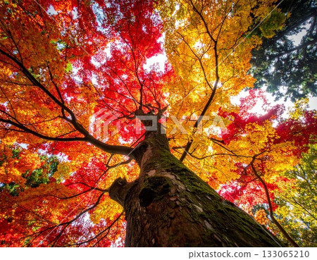 [AI-generated image] Picturesque beauty of autumn leaves looking up 133065210