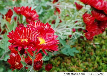 Red Koda Red Koda 133065285