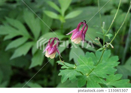 A beautiful mountain columbine seen at Appi Highlands, with its purple-brown trailing spurs and sepals and rows of yellow petals. A beautiful mountain columbine seen at Appi Highlands, with its purple-brown trailing spurs and sepals and rows of yellow petals. 133065307