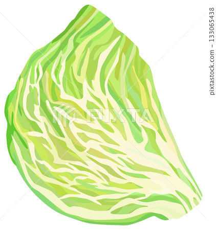捲心菜橫斷面插圖向量圖 133065438