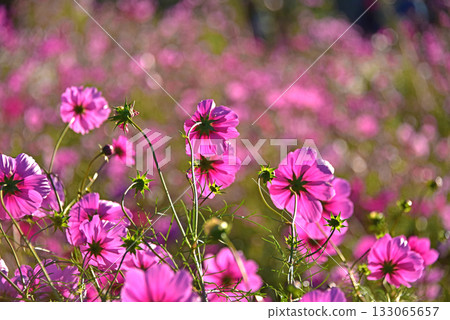 Cosmos shining in the setting sun Cosmos shining in the setting sun 133065657