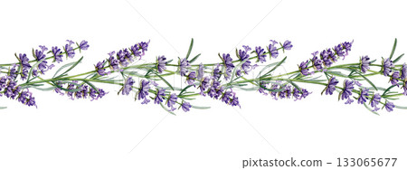 Lavender flowers seamless border decor element watercolor illustration. Hand drawn organic lavandula botanical illustration. Lavender medicinal and aroma plant seamless border on white background 133065677