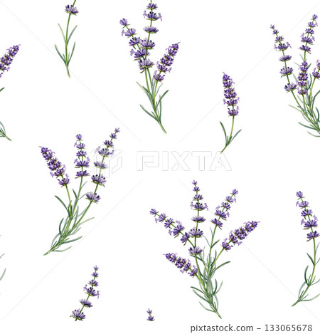 Lavender flowers seamless pattern watercolor illustration. Hand drawn organic Lavandula herb stem botanical illustration. Medicinal and aroma lavender herb stems seamless pattern on white background Lavender flowers seamless pattern watercolor illustration. Hand drawn organic Lavandula herb stem botanical illustration. Medicinal and aroma lavender herb stems seamless pattern on white background 133065678