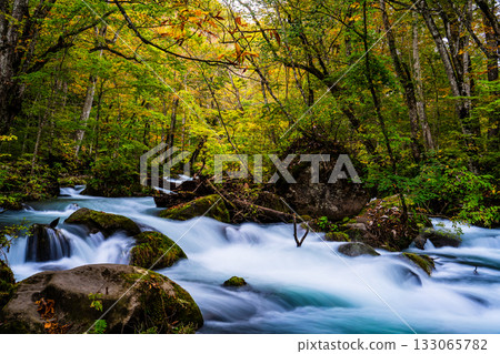 Autumn leaves at Oirase Gorge [Towada City, Aomori Prefecture] 133065782