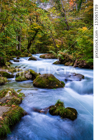 奧入瀨峽谷的秋葉 [青森縣十和田市] 133065789