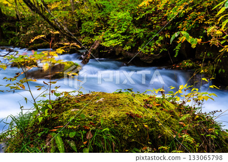 Autumn leaves at Oirase Gorge [Towada City, Aomori Prefecture] 133065798