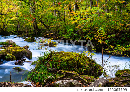 奧入瀨峽谷的秋葉 [青森縣十和田市] 133065799