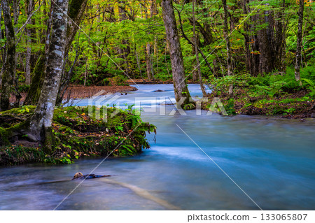 奧入瀨峽谷的秋葉 [青森縣十和田市] 133065807
