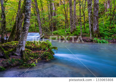 奧入瀨峽谷的秋葉 [青森縣十和田市] 133065808