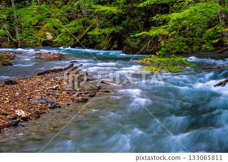 奧入瀨峽谷的秋葉 [青森縣十和田市] 133065811