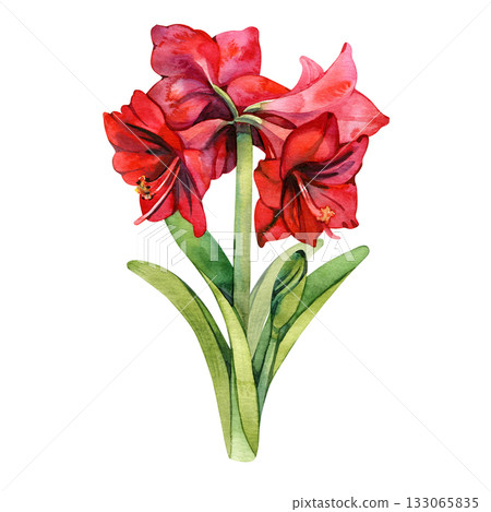 Watercolor illustration of a red amaryllis flower a classic Christmas bloom symbolizing beauty and celebration. Perfect for holiday cards, floral prints, wedding design, and festive decor. Watercolor illustration of a red amaryllis flower a classic Christmas bloom symbolizing beauty and celebration. Perfect for holiday cards, floral prints, wedding design, and festive decor. 133065835