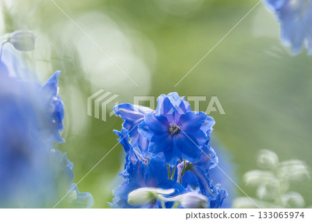 Blue flower delphinium Blue flower delphinium 133065974