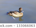 Duck swimming in the pond 133066063