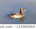 Duck swimming in the pond 133066064