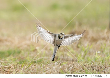 Wagtail Wagtail 133066104
