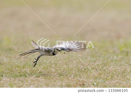 鶺鴒捕食昆蟲 133066105