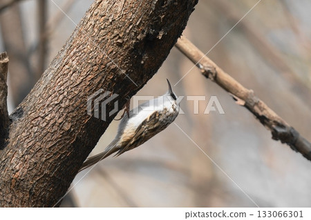 Treecreeper perched on a branch 133066301