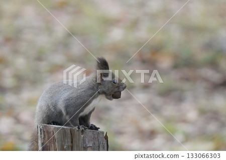 Ezolith吃堅果 Ezolith吃堅果 133066303