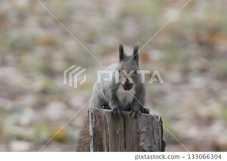 Ezolith吃堅果 133066304